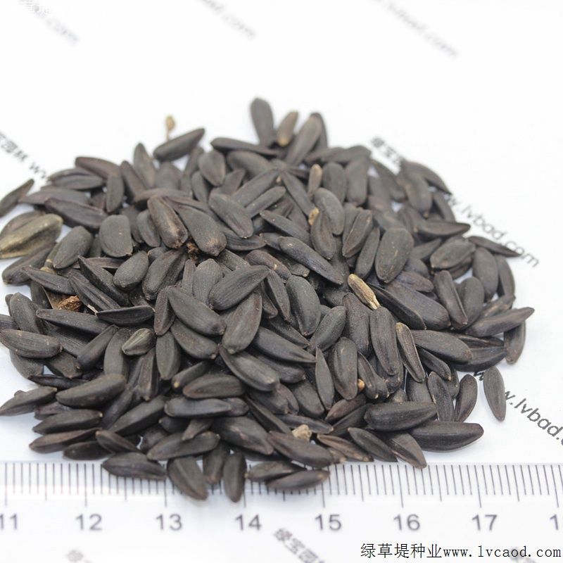 矮向日葵的种植方法