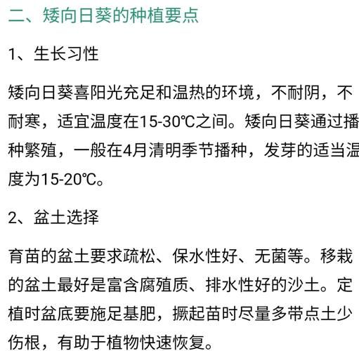 矮向日葵的种植方法
