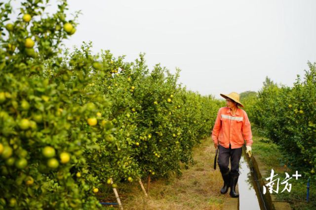 贡柑新型种植技术