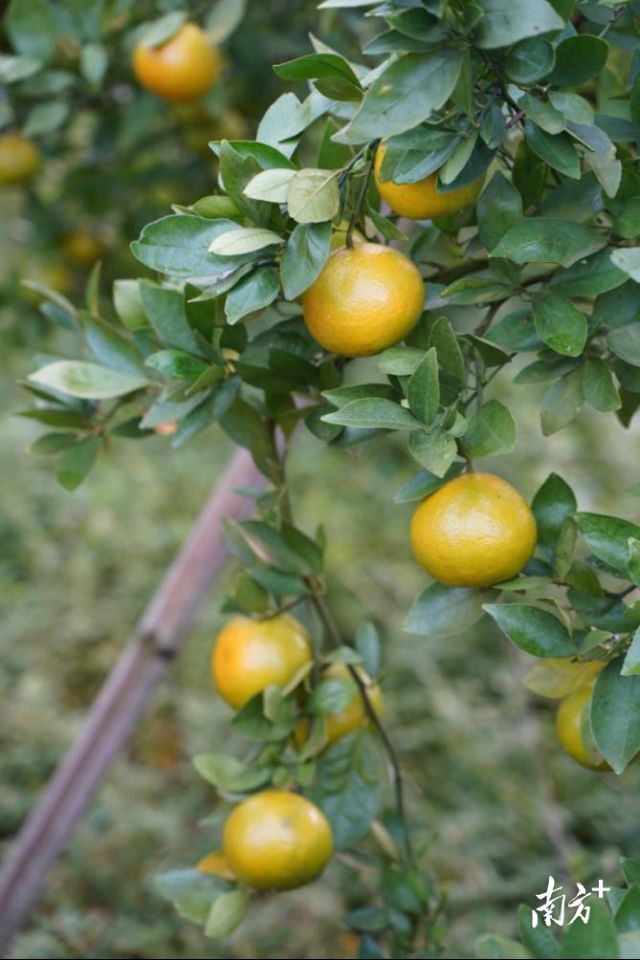 贡柑新型种植技术
