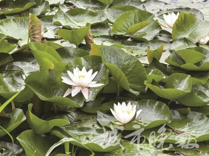 睡莲的种植方法带图