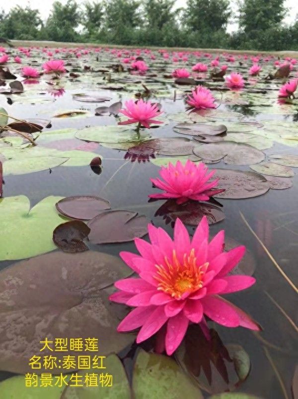 睡莲的种植方法带图