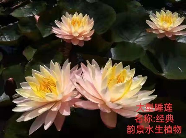睡莲的种植方法带图