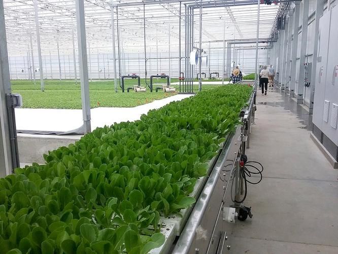 无土蔬菜种植技术