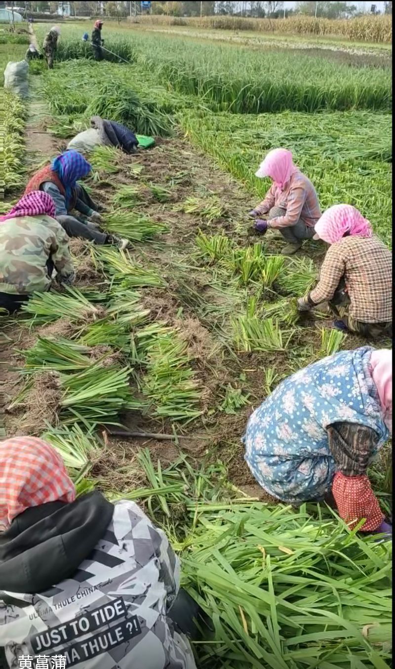 睡莲的种植方法带图