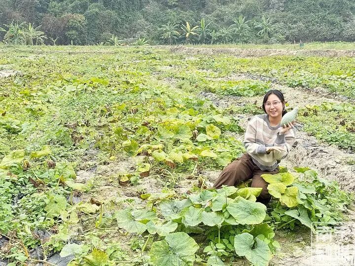 奶油南瓜种植技术