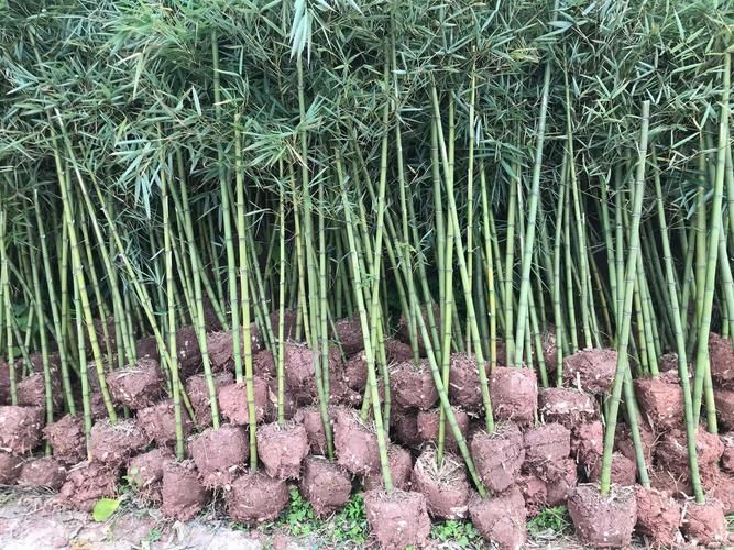 雷竹种植技术
