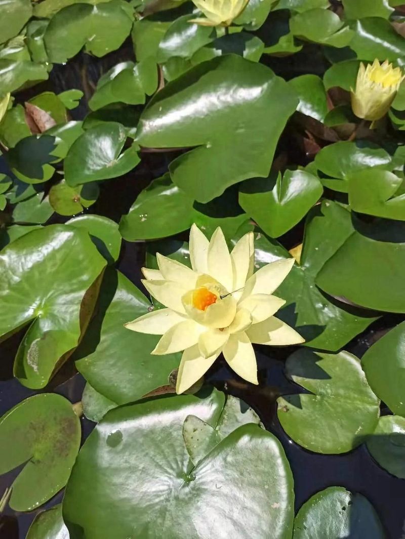 睡莲的种植方法带图