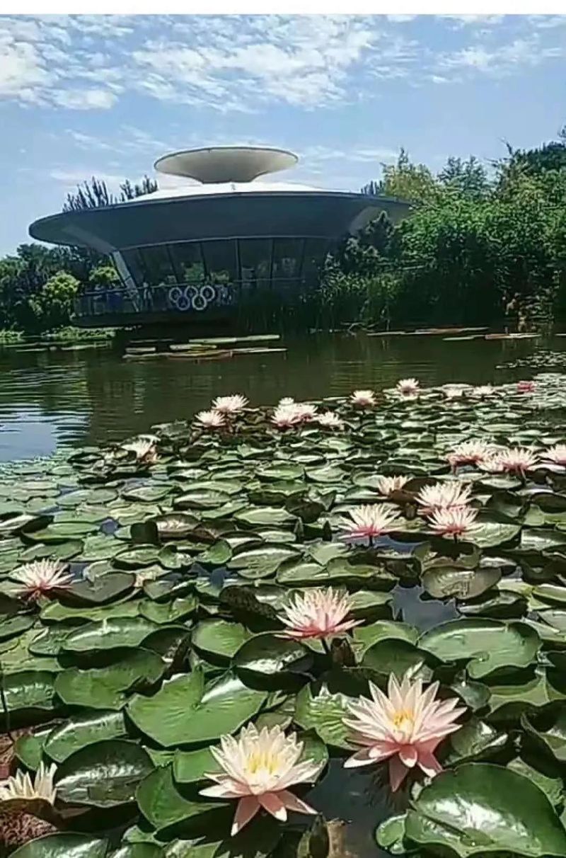 睡莲的种植方法带图