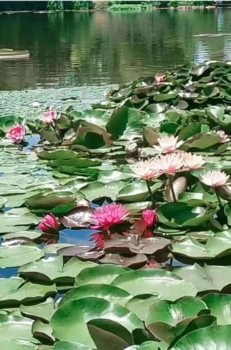 睡莲的种植方法带图