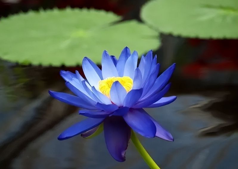 睡莲的种植方法带图