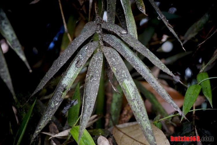雷竹种植技术