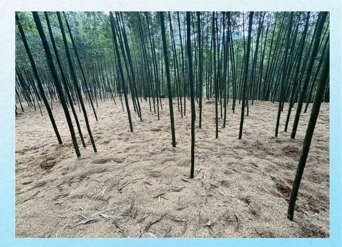 雷竹种植技术