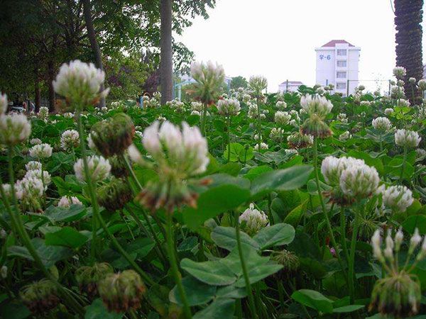 将军菊苣种植技术