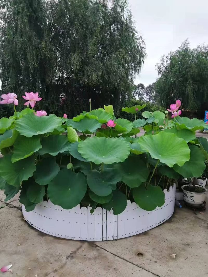 睡莲的种植方法带图