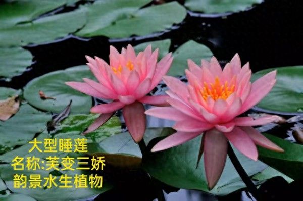 哪些因素影响睡莲苗的场景适配性
