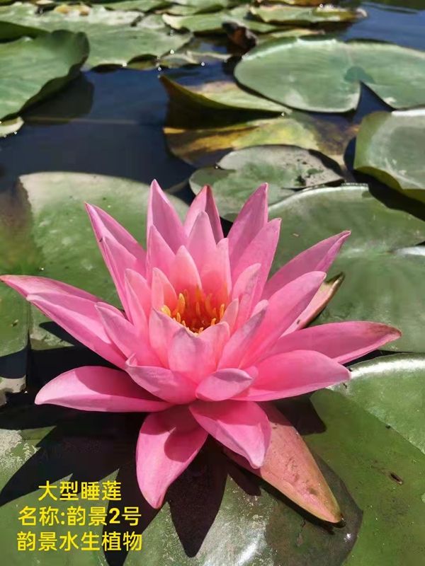 睡莲的种植方法带图