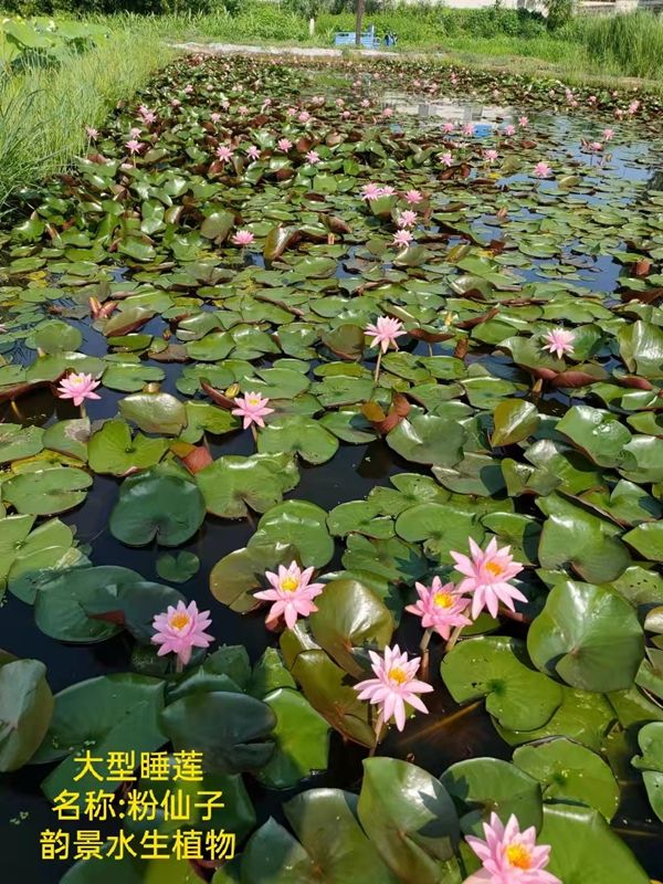 睡莲的种植方法带图