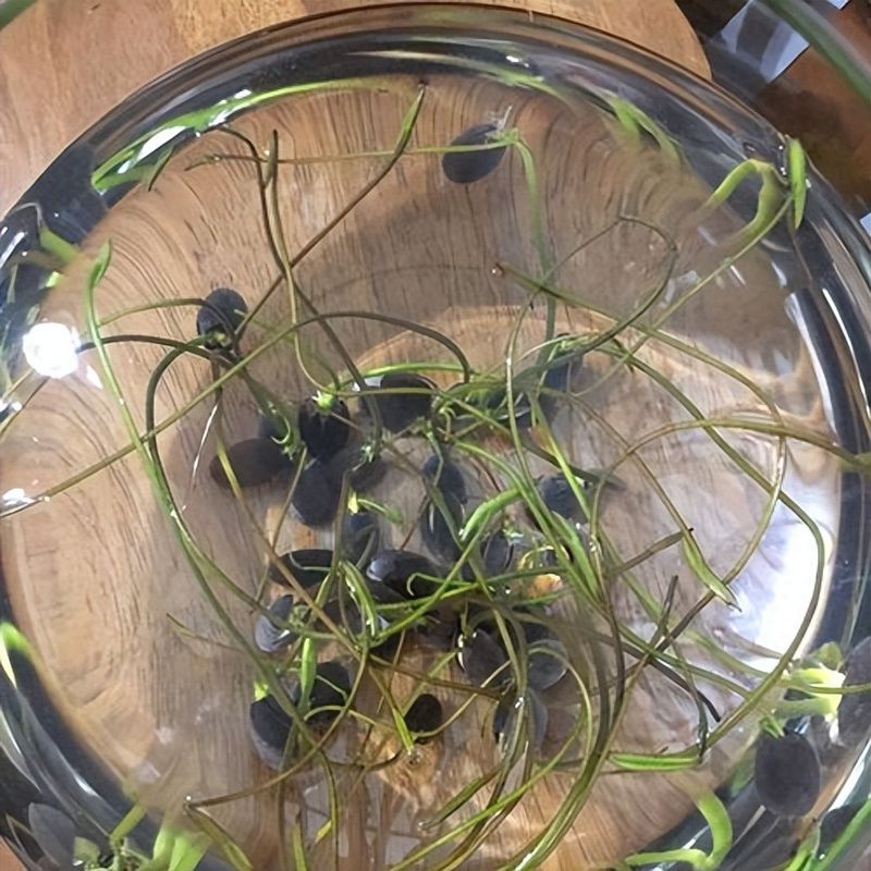 睡莲的种植方法带图