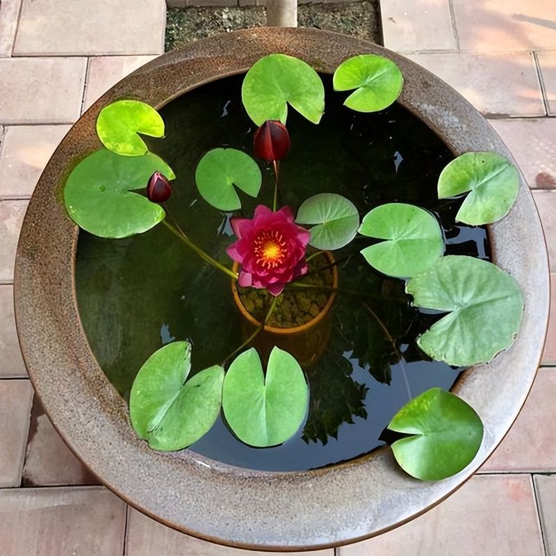 睡莲的种植方法带图