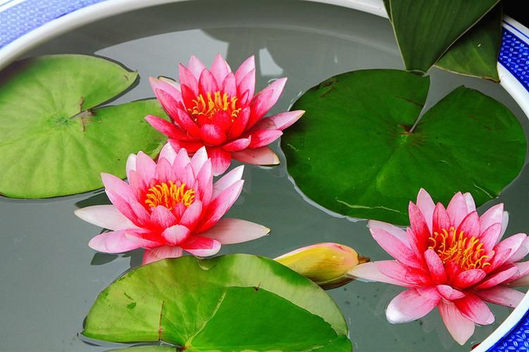 睡莲的种植方法带图