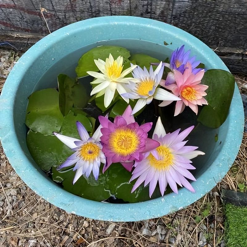 睡莲的种植方法带图