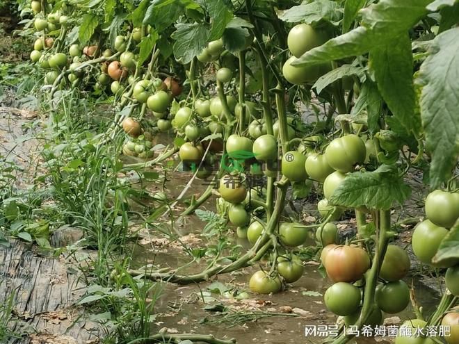 露天西红柿的种植技术