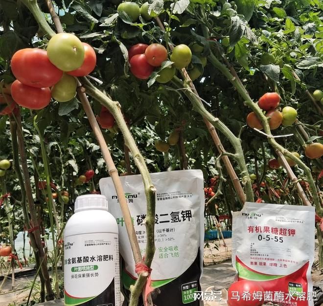 露天西红柿的种植技术