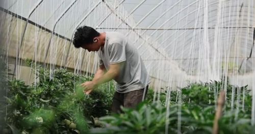 露天西红柿的种植技术