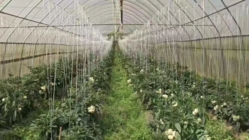 露天西红柿的种植技术