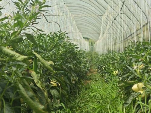 露天西红柿的种植技术
