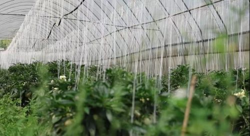 露天西红柿的种植技术