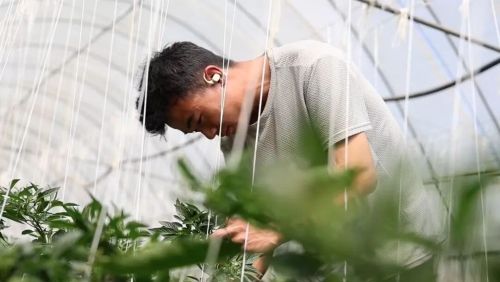 露天西红柿的种植技术