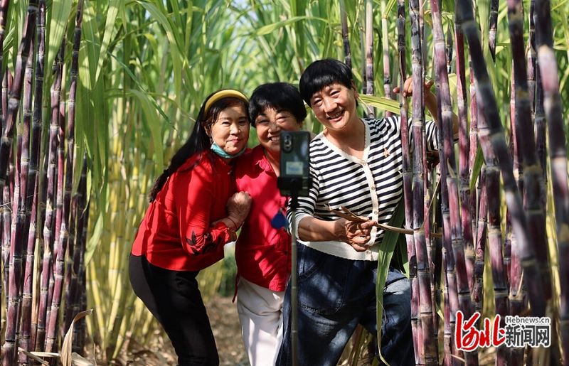 南方甘蔗种植技术