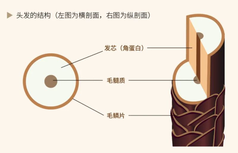 头发加密手术多少钱
