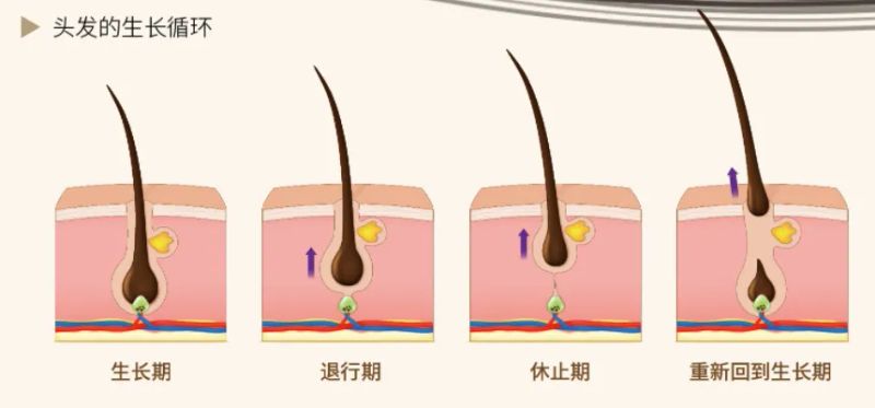 头发加密手术多少钱
