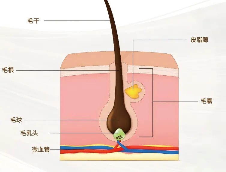头发加密手术多少钱