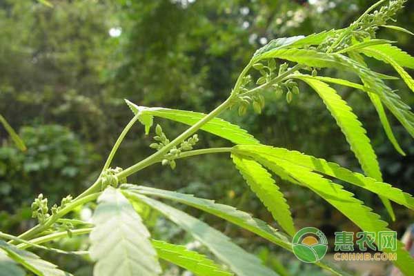 大麻种子怎么种植方法