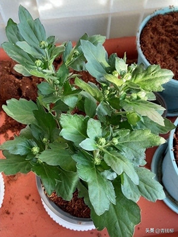 紫苑种植技术