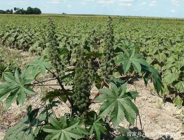 大麻种子怎么种植方法