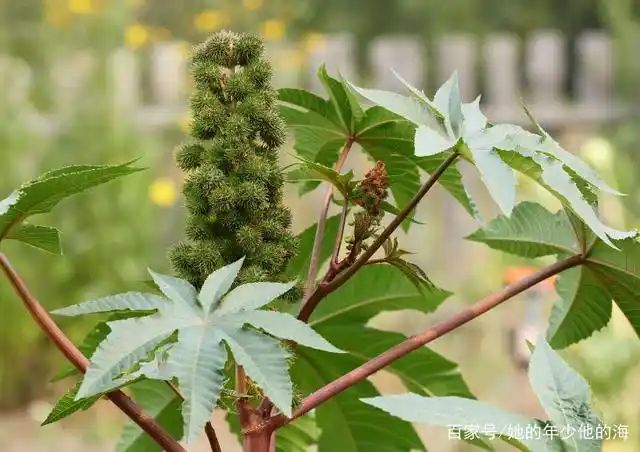大麻种子怎么种植方法