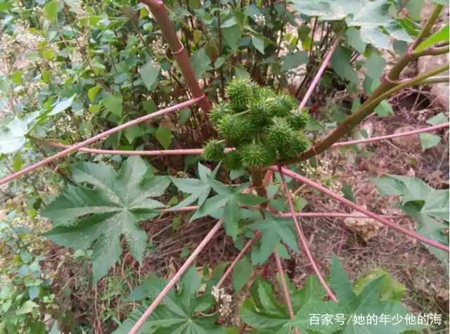 大麻种子怎么种植方法