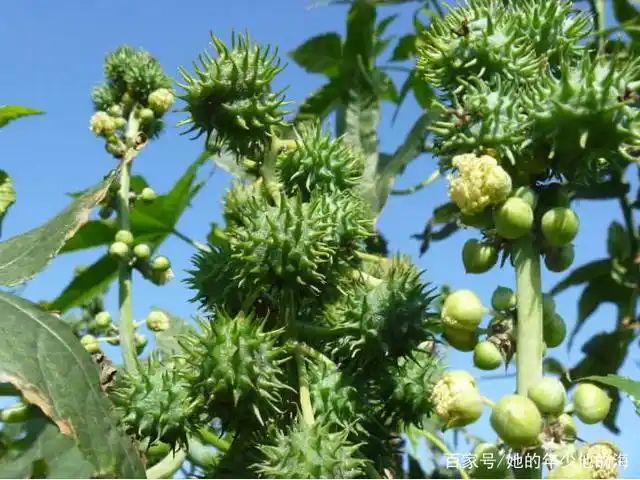 大麻种子怎么种植方法