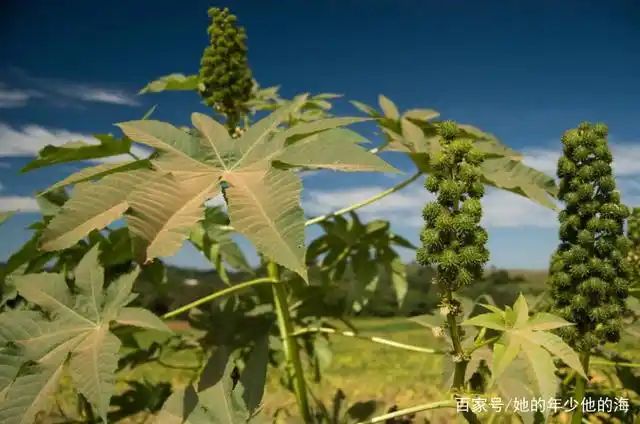 大麻种子怎么种植方法