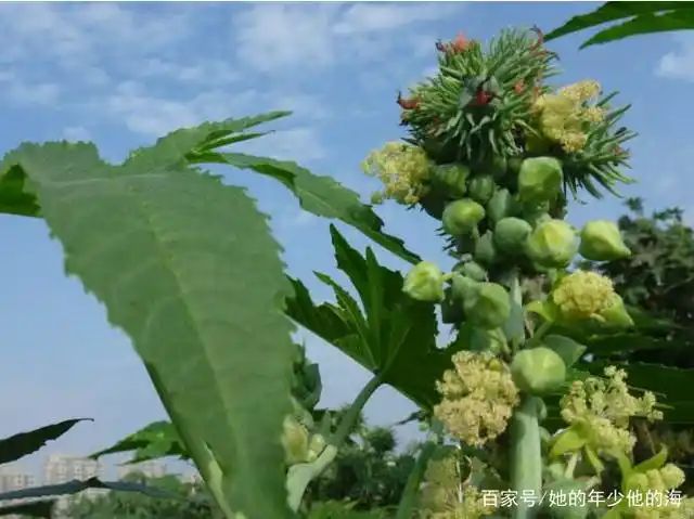 大麻种子怎么种植方法