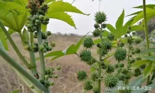 大麻种子怎么种植方法