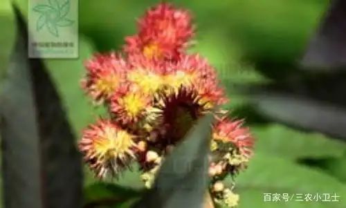 大麻种子怎么种植方法