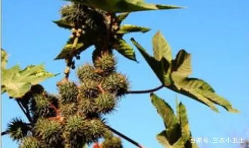 大麻种子怎么种植方法