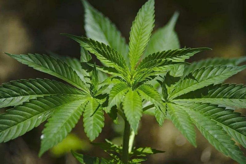 大麻种子怎么种植方法