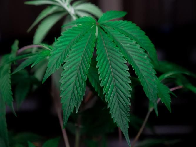 大麻种子怎么种植方法